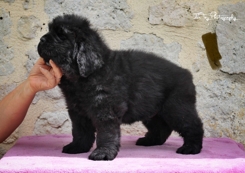 Des oursons du vent - Chiots disponibles - Terre-neuve