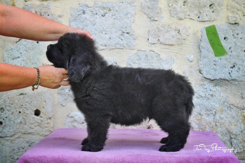 Des oursons du vent - Chiots disponibles - Terre-neuve