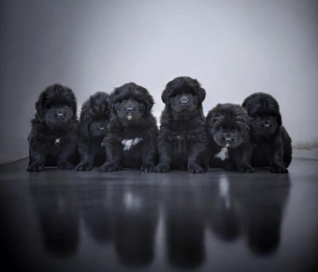 Chiot Terre-neuve Des oursons du vent
